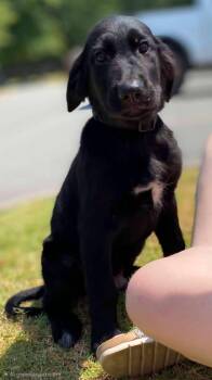 Carl -  Golden Retriever and Labrador Retriever Dog for Adoption in Alexander, Arkansas - Carl | PetCurious