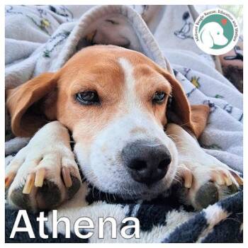 Beagle Dogs Available for Adoption in Wadsworth, Illinois - Athena | PetCurious
