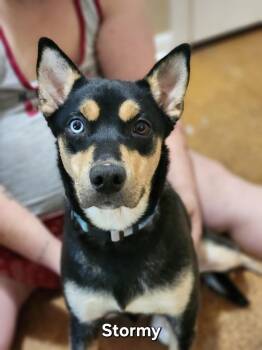 Stormy -  Australian Kelpie and Australian Cattle Dog Blue Heeler Dog for Adoption in Watertown, Connecticut - Stormy | PetCurious