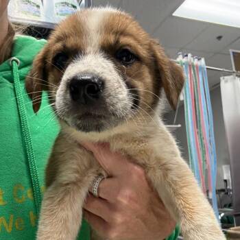 Reese -  Australian Shepherd and Cattle Dog Dog for Adoption in Normal, Illinois - Reese | PetCurious