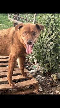 Popeye -  Terrier Dog for Adoption - Popeye | PetCurious