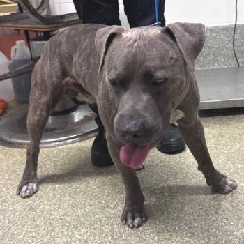 IVHS-Stray-142055 -  Pit Bull Terrier Dog for Adoption in San Gabriel, California - IVHS-Stray-142055 | PetCurious