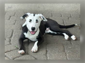 Rescue Terrier Dogs for Adoption in Walnutport, Pennsylvania - Eugene | PetCurious