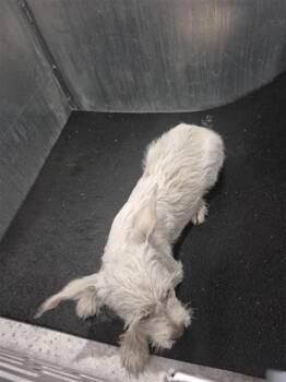ELLI -  Schnauzer Dog for Adoption in San Antonio, Texas - ELLI | PetCurious