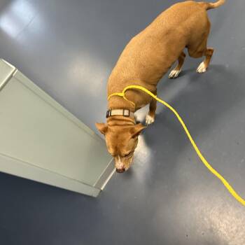 Pit Bull Terrier Dogs Available for Adoption in Greensboro, North Carolina - SMOOCH | PetCurious