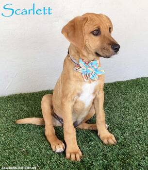 Scarlett -  Rhodesian Ridgeback and Labrador Retriever Dog Available for Adoption in San Diego, California - Scarlett | PetCurious