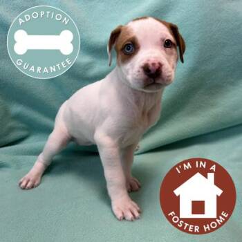 Mixed Breed Dogs Available for Adoption in Janesville, Wisconsin - Teenie | PetCurious