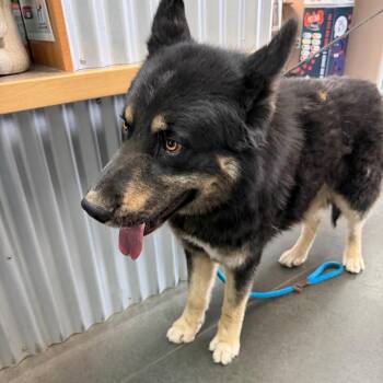 German Shepherd Dog and Mixed Breed Dogs Available for Adoption in Idaho Falls, Idaho - BC-Stray (Cash) | PetCurious