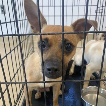 Michi -  Chihuahua Dog for Adoption in West Palm Beach, Florida - Michi | PetCurious
