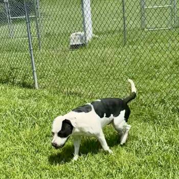 Rescue Mixed Breed Dogs for Adoption in Columbiana, Alabama - Bongo *AVAILABLE IN FOSTER* | PetCurious