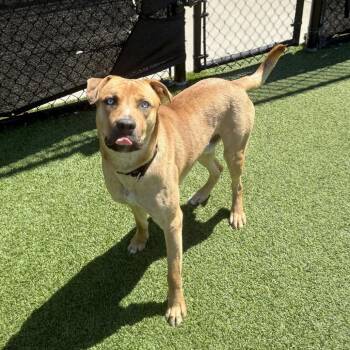 Mixed Breed Dogs Available for Adoption in Pittsburgh, Pennsylvania - Arnold | PetCurious