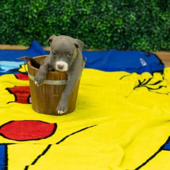 Geneva -  Pit Bull Terrier and Labrador Retriever Dog for Adoption in East St. Louis, Illinois - Geneva | PetCurious