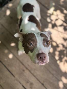 Fay -  Pit Bull Terrier and Chihuahua Dog for Adoption in Rogers, Arkansas - Fay | PetCurious