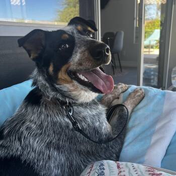 Rescue Australian Cattle Dog Blue Heeler Dogs for Adoption in Scottsdale, Arizona - Shadow | PetCurious