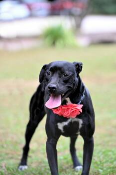 Rescue Labrador Retriever Dogs for Adoption in Falmouth, Maine - Missy | PetCurious