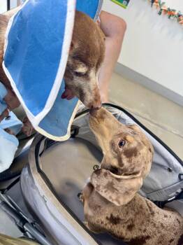 Dolly5 (in Miami, FL) -  Dachshund Dog for Adoption in West Columbia, South Carolina - Dolly5 (in Miami, FL) | PetCurious