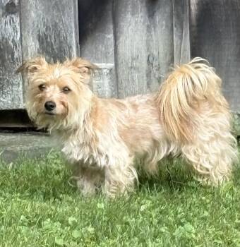 Whiskey -  Airedale Terrier Dog for Adoption in Worcester, Massachusetts - Whiskey | PetCurious