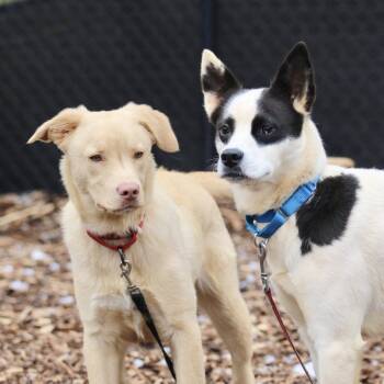 Labrador Retriever and Mixed Breed Dogs Available for Adoption in Briarcliff Manor, New York - Rowdy | PetCurious