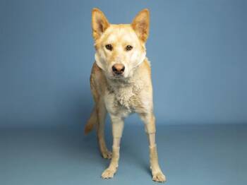 Husky Dogs Available for Adoption in Phoenix, Arizona - JODIE | PetCurious