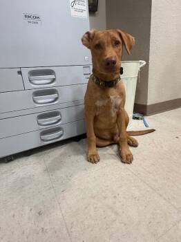 Turner -  Mixed Breed Dog for Adoption in Hobbs, New Mexico - Turner | PetCurious