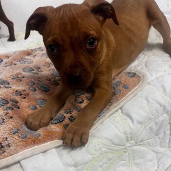 Lime -  Boxer and Mixed Breed Dog for Adoption in Tulsa, Oklahoma - Lime | PetCurious