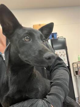 LACIE -  Dachshund and Mixed Breed Dog for Adoption in Thousand Palms, California - LACIE | PetCurious