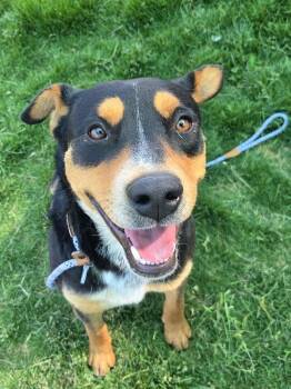 Mini Dave 46742 -  Rottweiler and Australian Shepherd Dog for Adoption in Pocatello, Idaho - Mini Dave 46742 | PetCurious