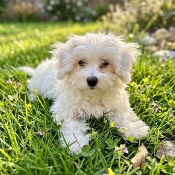 Maltipoo Dogs Available for Adoption in Wheelersburg, Ohio - Meanix | PetCurious