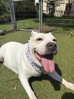 Rescue Mixed Breed Dogs for Adoption in Media, Pennsylvania - Princess Nova | PetCurious
