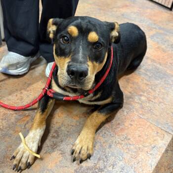 Rescue Shepherd Dogs for Adoption in Morganton, North Carolina - Willie | PetCurious