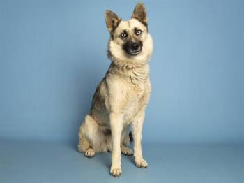 German Shepherd Dog and Shiba Inu Dogs Available for Adoption in Phoenix, Arizona - CHIMBY | PetCurious