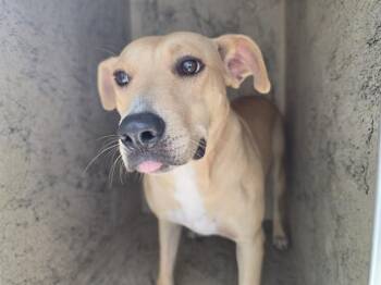 BONNET -  Pit Bull Terrier Dog for Adoption in Rowlett, Texas - BONNET | PetCurious
