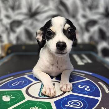 Maisie -  Mixed Breed Dog for Adoption in Wahiawa, Hawaii - Maisie | PetCurious