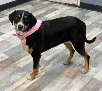 Rescue Black Labrador Retriever Dogs for Adoption in Elkhorn, Wisconsin - Bailey | PetCurious