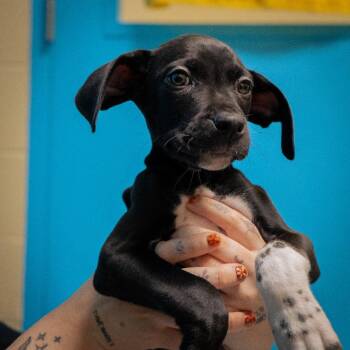 Owl -  Boxer and German Shorthaired Pointer Dog for Adoption in Cheyenne, Wyoming - Owl | PetCurious