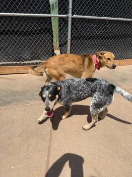 Mixed Breed Dogs Available for Adoption in Hobbs, New Mexico - Peter | PetCurious