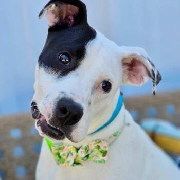 Mimsie -  Mixed Breed Dog for Adoption in Effingham, Illinois - Mimsie | PetCurious