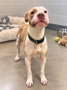 Lincoln -  Pit Bull Terrier Dog for Adoption in Westwood, New Jersey - Lincoln | PetCurious