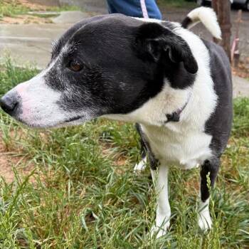 Mixed Breed Dogs Available for Adoption in Roanoke, Virginia - Skipper | PetCurious