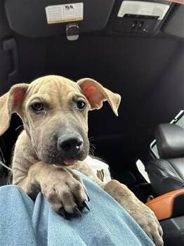 ROLLIE -  Labrador Retriever Dog for Adoption in San Antonio, Texas - ROLLIE | PetCurious