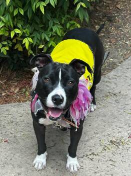 Rescue Pit Bull Terrier Dogs for Adoption in Eagle, Idaho - Harley Quen | PetCurious