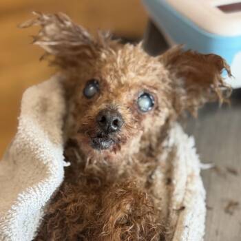 Poodle Dogs Available for Adoption in Northbrook, Illinois - Roxie Woxie Wittle Girl | PetCurious