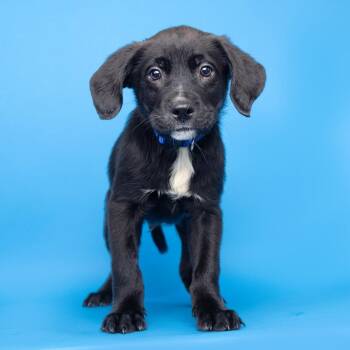 Bogdan -  Mixed Breed Dog for Adoption in Franklin, Tennessee - Bogdan | PetCurious