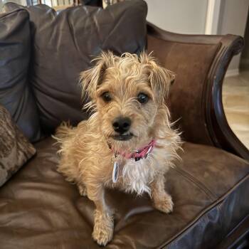 Rescue Yorkshire Terrier Dogs for Adoption in Pflugerville, Texas - Noodles | PetCurious