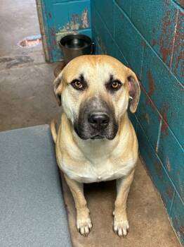 Rescue Bullmastiff and Mixed Breed Dogs for Adoption in Hot Springs, Arkansas - Kota | PetCurious
