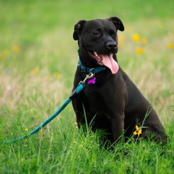 Pepper -  Staffordshire Bull Terrier and Mixed Breed Dog for Adoption in Austin, Texas - Pepper | PetCurious