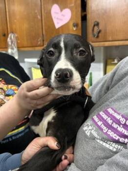 Pit Bull Terrier and Labrador Retriever Dogs Available for Adoption - Sasha | PetCurious