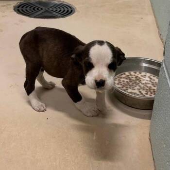 Mixed Breed Dogs Available for Adoption in Myrtle Beach, South Carolina - Luna | PetCurious