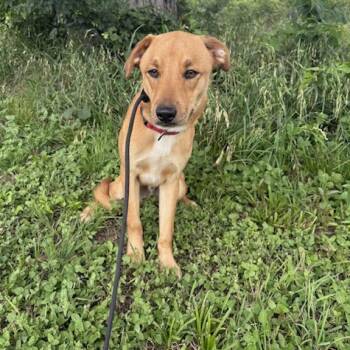 Chips -  Terrier Dog for Adoption in Houston, Texas - Chips | PetCurious