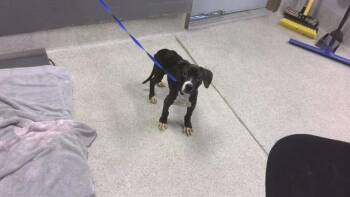 MARLEY -  American Staffordshire Terrier and Mixed Breed Dog for Adoption in Tallahassee, Florida - MARLEY | PetCurious